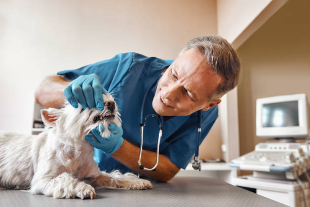 Best Mobile Emergency Dentist in Lake Lotawana, MO